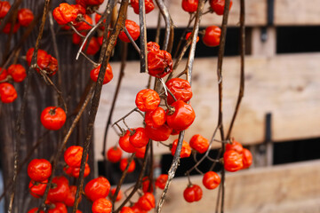 Orange-red Solanum Pumpkin berries on dry branches.