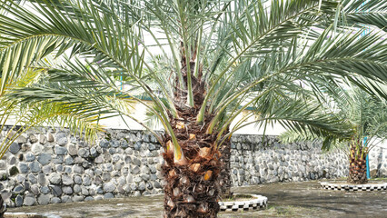 Date palms, Cultivated palm trees growing in the yard on a sunny day