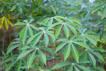 Obraz premium Green leaves of a cassava plant grow in the field.