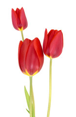 Fototapeta premium red tulips isolated on white