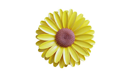 Yellow Gerbera Daisy Flower