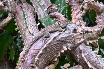 Cuvier`s Madagascar swift Oplurus cuvieri, also known as the Madagascar collared iguana.