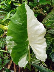 Variegated Alocasia Macrorrhiza Variegata Leaf with Half Moon White Pattern