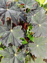 Dark Begonia Rex Leaves with Textured Jagged Edges and Deep Red Undersides