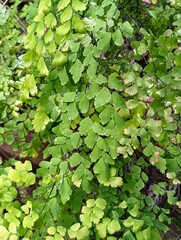 Delicate Maidenhair Fern Fronds with Bright Green Circular Leaflets