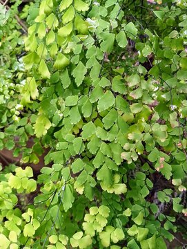 Delicate Maidenhair Fern Fronds with Bright Green Circular Leaflets