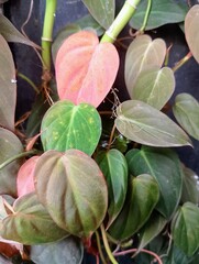 Philodendron Micans Heart Shaped Leaves with Velvet Texture and Copper Tones