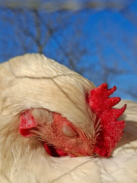 gallo blanco dormido cabeza cresta ojo cara 113313-as26