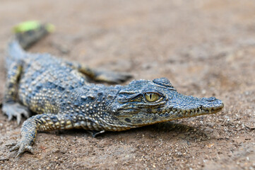 Fototapeta premium Profile view of a young crocodile. Close up, portrait photography.