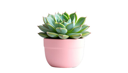 Obraz premium A succulent plant in a pink pot, photographed from a front viewpoint, showcasing its green leaves in a studio setting.