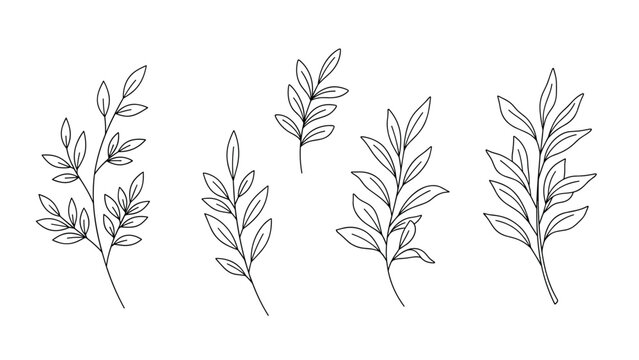 Detailed minimalist black and white line art illustrations of botanical branches with leaves isolated on a clean white background for design.