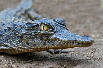 Fototapeta premium Young crocodile. Portrait,Close up.