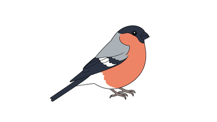Fototapeta premium Colorful vector illustration of a bullfinch bird with its characteristic red chest and gray back sitting on a white background.
