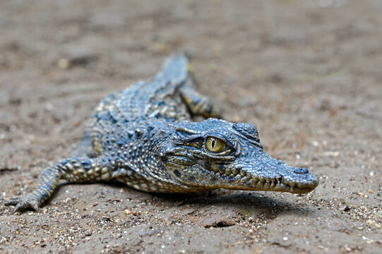Young crocodile. Portrait,Close up.
