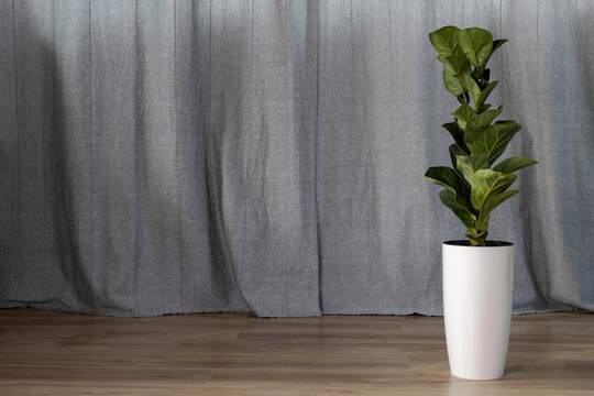 Minimalist indoor scene with a tall fiddle leaf fig plant in a white pot on wooden floor against neutral fabric backdrop. Modern home decor, clean Scandinavian interior style.