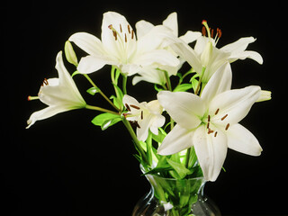 White lily bouquet on a dark background. Popular flower and home decoration element. Nature shape and color.