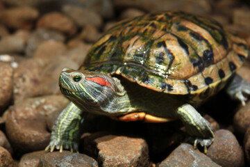 Obraz premium turtle on the rock