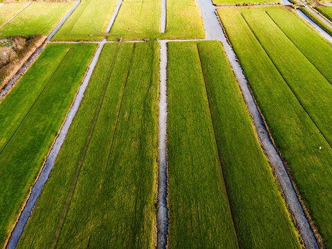 Aerial view of geometrically precise green fields intersected by narrow canals, reflecting the pale sky, Delft, South Holland, Netherlands.