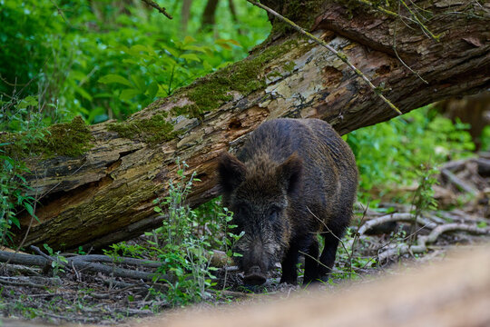 Wild boar ,, sus scrofa,, in its natural environment, Danubian forest, Slovakia