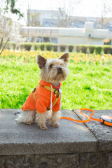 Yorkshire terrier dog wearing orange sweater during spring walk outdoors