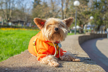 Yorkshire terrier dog wearing orange sweater during spring walk outdoors