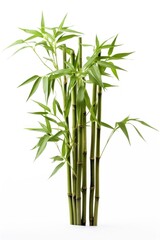 Obraz premium Four bamboo plant white background freshness flowerpot.