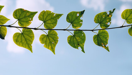 Obraz premium Green Leaves Pattern, Nature Background, Eco Growth, Botanical Texture, Sustainability