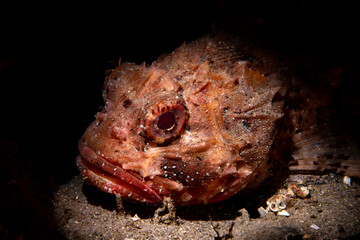 Dramatic Scorpionfish Portrait Underwater