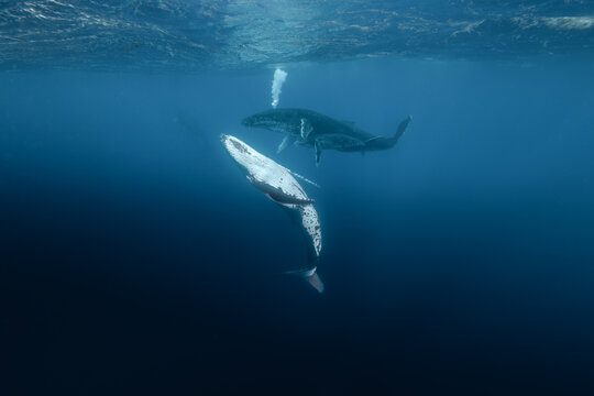 Humpback  Whale Dance