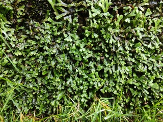 Obraz premium ivy on wall