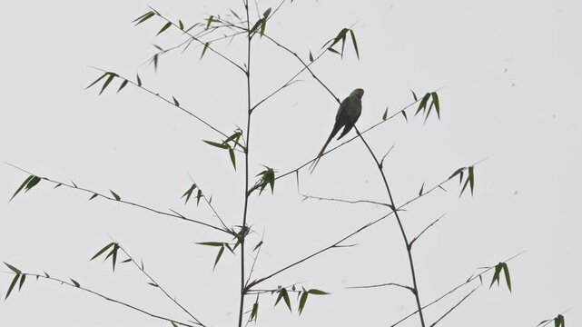 A alexandrine parakeets perches on a thin,  bamboo branch. Bird has a long tail, a vibrant red beak, and a faint dark ring around its neck. Parakeet&nbsp;is any one of many small sized&nbsp;species&nbsp;of&nbsp;parrot.