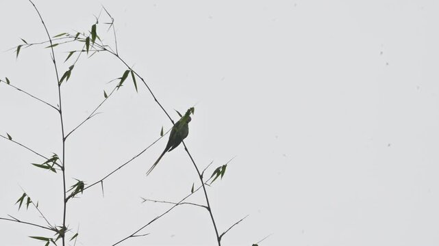 A alexandrine parakeets perches on a thin,  bamboo branch. Bird has a long tail, a vibrant red beak, and a faint dark ring around its neck. Parakeet&nbsp;is any one of many small sized&nbsp;species&nbsp;of&nbsp;parrot.