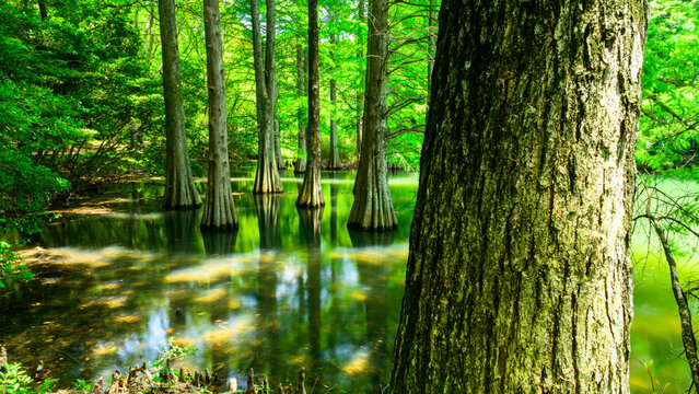 水面に立つラクウショウ
息をのむ緑の反射。心を洗う森林セラピーの聖地
(福岡県篠栗町)
Bald cypresses rising from the water

Breathtaking green reflections. A sacred place for spiritually cleansing forest therapy