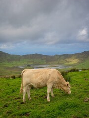 A cow grazing in a pasture in the crater of an extinct volcano, Corvo Island, Azores. © Petr
