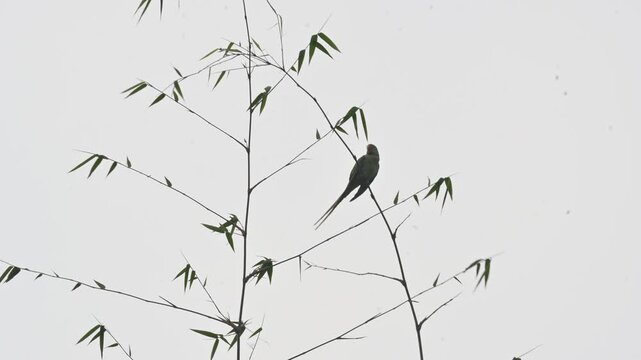 A alexandrine parakeets perches on a thin,  bamboo branch. Bird has a long tail, a vibrant red beak, and a faint dark ring around its neck. Parakeet&nbsp;is any one of many small sized&nbsp;species&nbsp;of&nbsp;parrot.