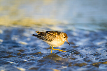 干潟を歩くウズラシギ