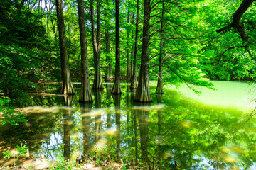 Obraz premium 水面に立つラクウショウ（別名ヌマスギ） ジブリの世界へ、水面に浮かぶ生命の輝き。奇跡の絶景 (福岡県篠栗町) Bald cypress (also known as swamp cedar) standing on the water's surface.