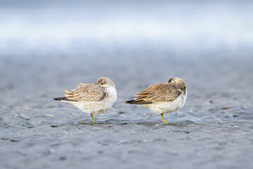 干潟上で眠る2羽のコオバシギ