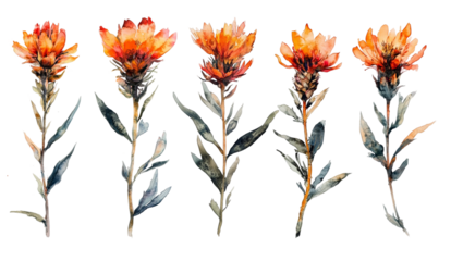 Watercolor orange flowers isolated on transparent background.