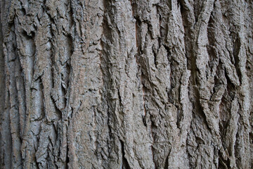 Obraz premium Close-up of rugged tree bark texture with deep grooves