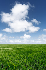 Wide green field under a blue sky with fluffy white clouds © Kirill