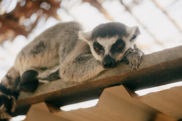 Fototapeta premium Curious lemur resting on a wooden beam in a sunny outdoor enclosure, close-up