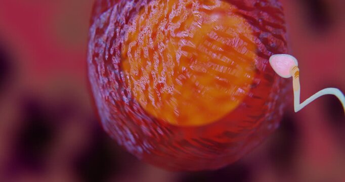 Sperm fertilization of egg cell, human reproduction concept, 3D animation
