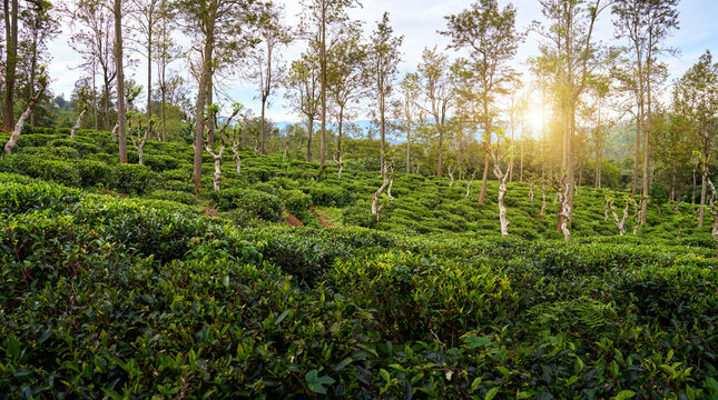Panoramic view of highland tea plantations of Sri Lanka sunset.