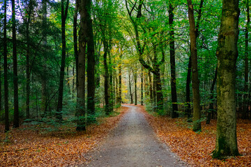 Obraz premium Sunlit autumn forest path lined with tall trees and colorful fallen leaves