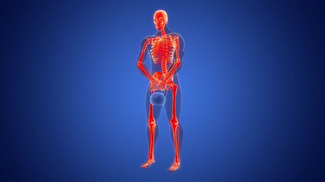 Human Lifting Kettlebell Weight in Upright Row Exercise Anatomy Animation Concept