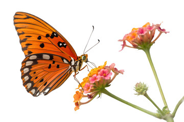 Obraz premium Orange Butterfly on Pink Lantana Flowers - Vibrant Macro Photography