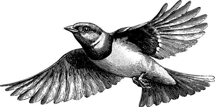 Vintage bird shoulder girdle anatomy engraving - 19th century botanical study