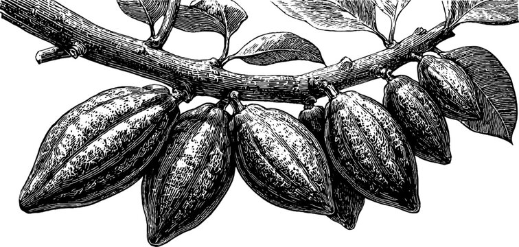 Vintage botanical engraving of cardamom plant with pods from the 19th century