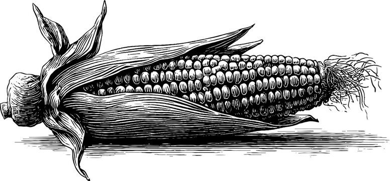 Vintage botanical corn maize cob with husk engraving from 19th century